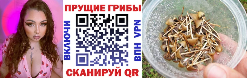 Галлюциногенные грибы мицелий  Усть-Джегута 